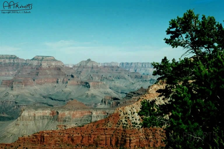 Grand Canyon 10.jpg - I'm at the top of a tree... not really.